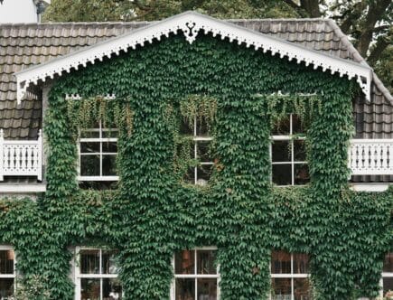 façade végétale